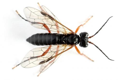 Tenthredo sp.